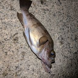 シロメバル