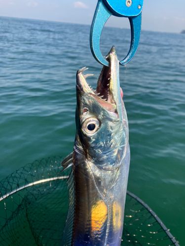 タチウオの釣果