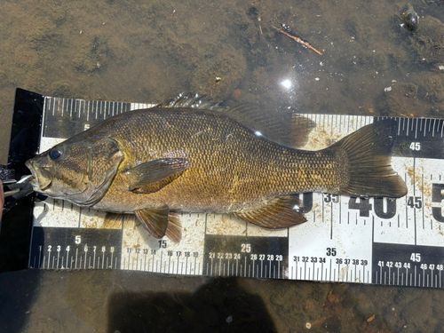 スモールマウスバスの釣果