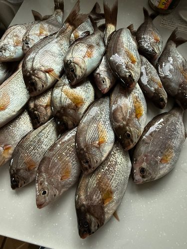 ウミタナゴの釣果