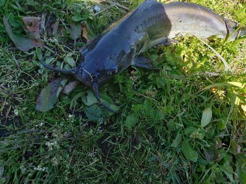 アメリカナマズの釣果