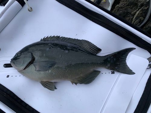 クロメジナの釣果