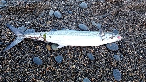 サゴシの釣果