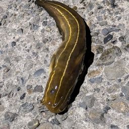 ゴンズイ
