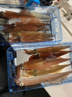ヤリイカの釣果