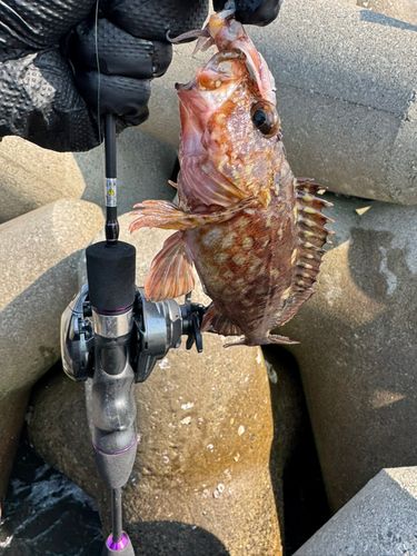 ソイの釣果