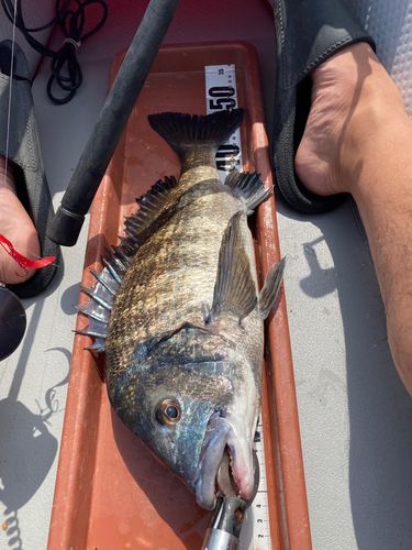 チヌの釣果