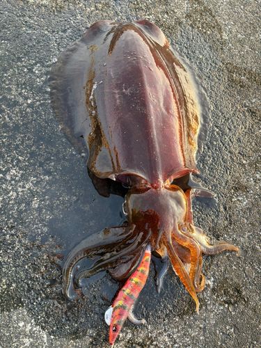アオリイカの釣果