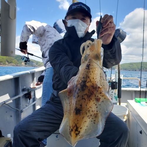 アオリイカの釣果