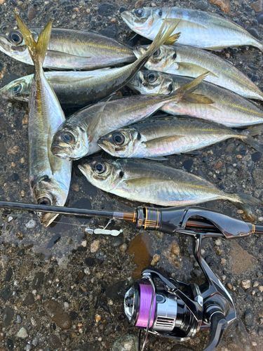 アジの釣果