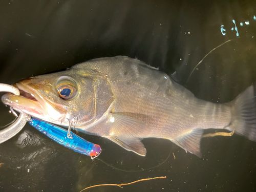 セイゴ（ヒラスズキ）の釣果