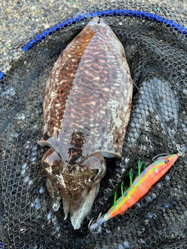 コウイカの釣果