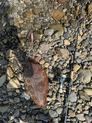 モンゴウイカの釣果