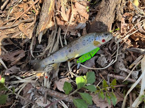 ブラウントラウト