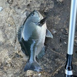 クチブトグレ