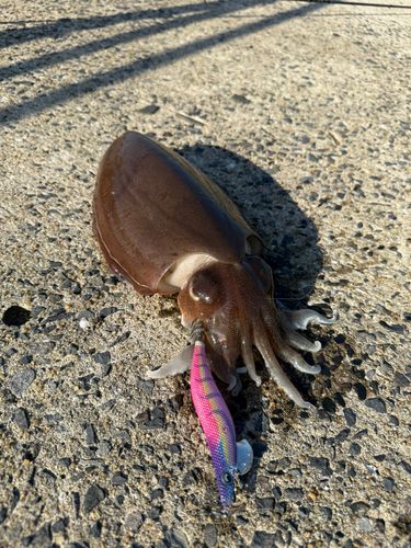 モンゴウイカの釣果