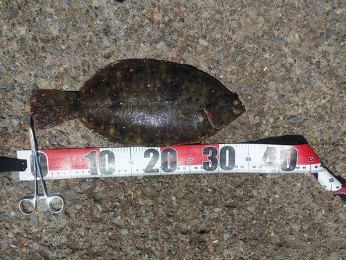 カレイの釣果