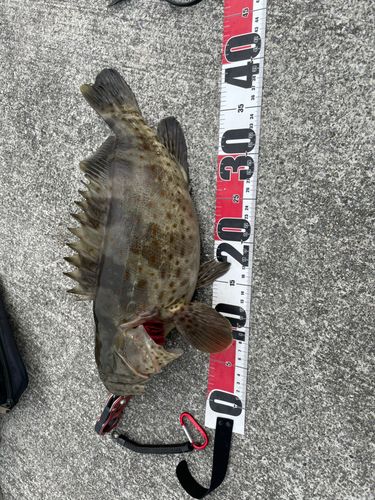 チャイロマルハタの釣果