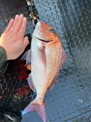 マダイの釣果