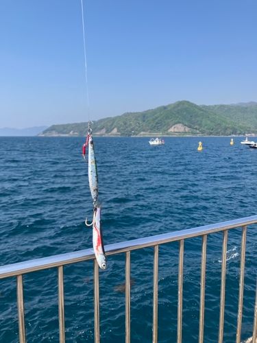 カタクチイワシの釣果