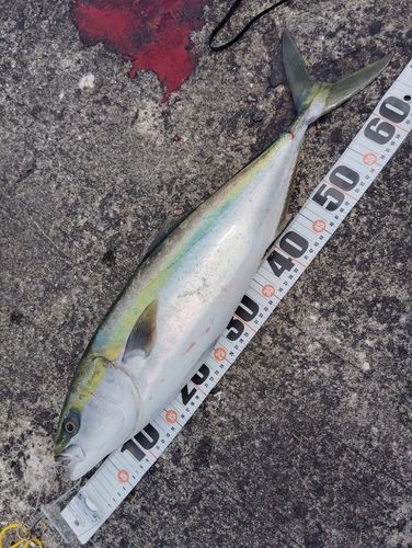 メジロの釣果