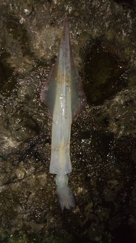 ヤリイカの釣果