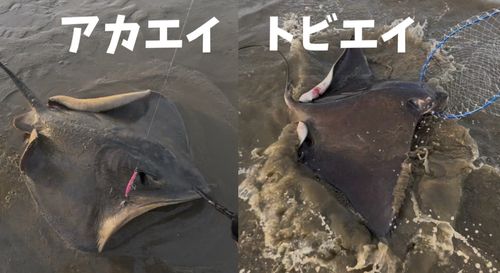エイの釣果