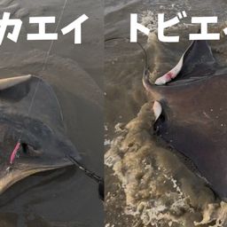 エイ