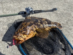 ベッコウゾイの釣果