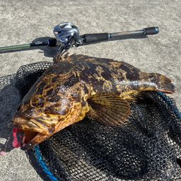 ベッコウゾイ