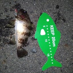 メバル