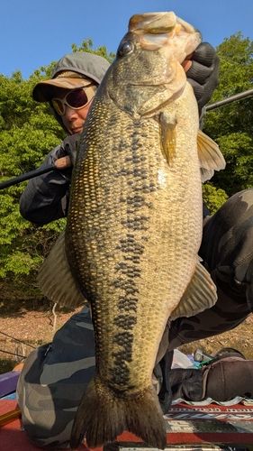 ブラックバスの釣果