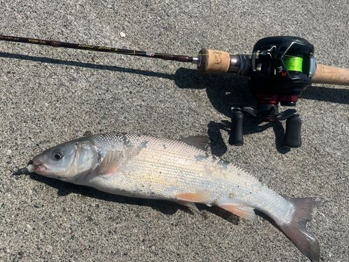 ウグイの釣果