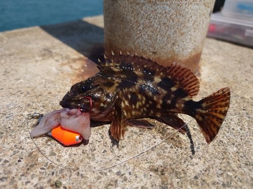 カサゴの釣果