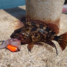 カサゴ