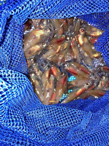 ホタルイカの釣果