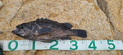 クロソイの釣果