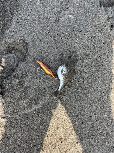 クサフグの釣果