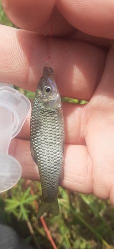 クチボソの釣果