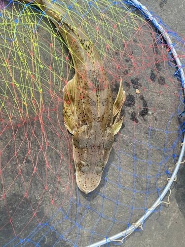 ワニゴチの釣果