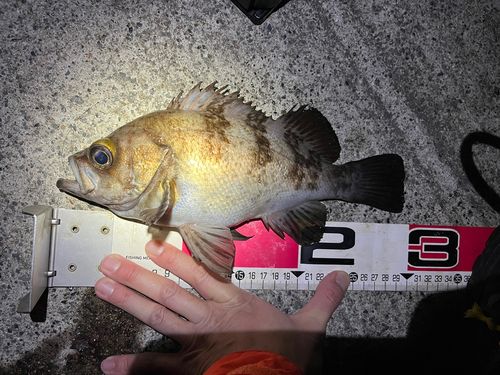 シロメバルの釣果