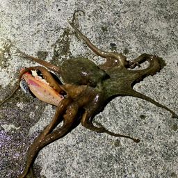 タコ