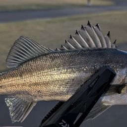 セイゴ（マルスズキ）