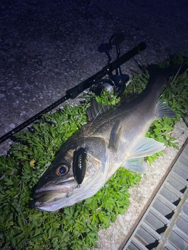 シーバスの釣果