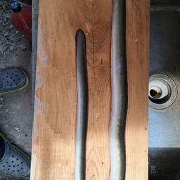 ニホンウナギ