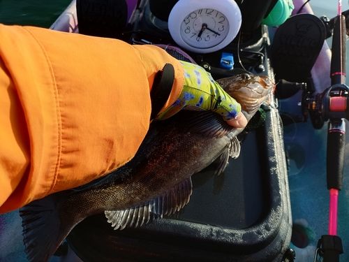 アイナメの釣果
