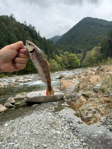 ヤマメの釣果