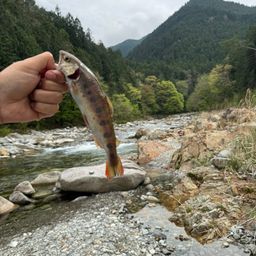 ヤマメ