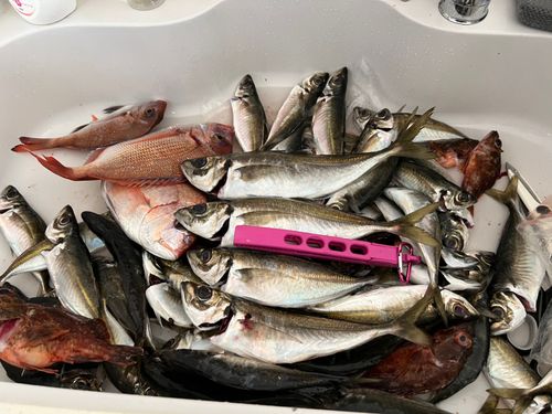 アジの釣果