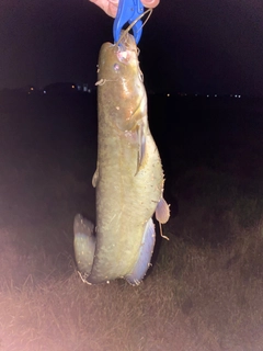 ナマズの釣果